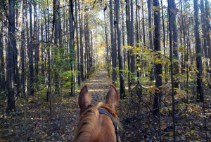 Trail Riding Show Horse